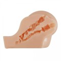 CRAZY BULL - Kylie, Vibration Double holes  TPR ABS